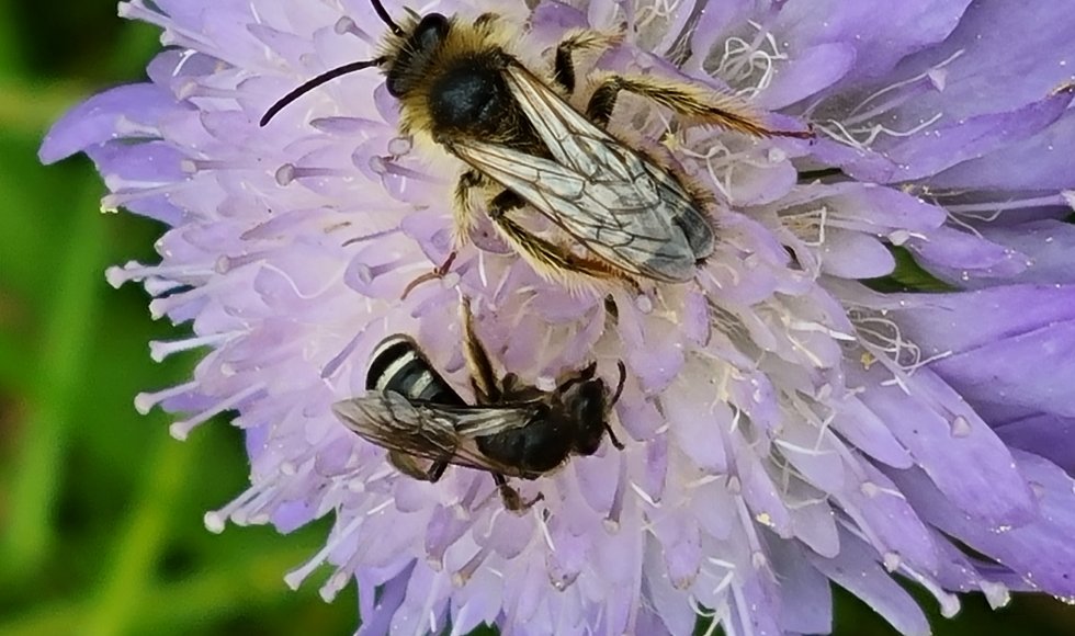 Ecotuin van Joyce en Gerrit