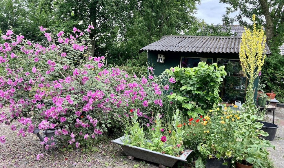 Nijkerkerveen Plantjeplek 5