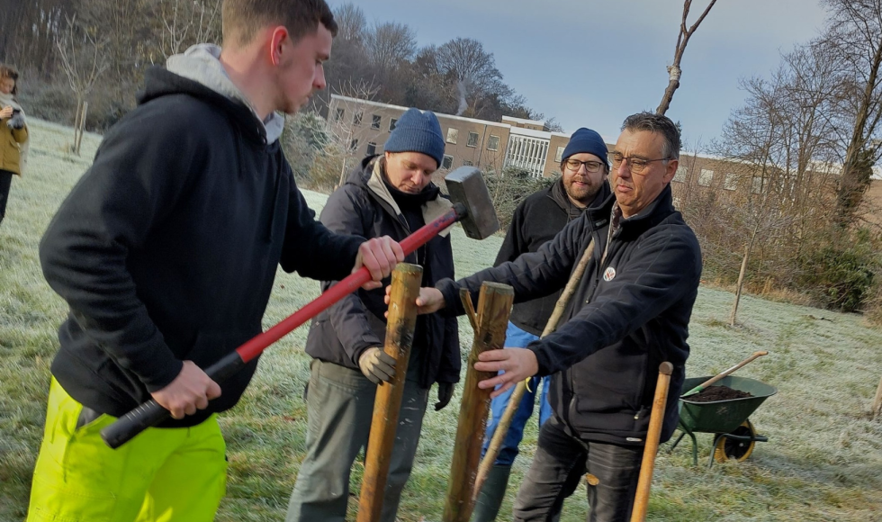 bomen aanplanten leuven
