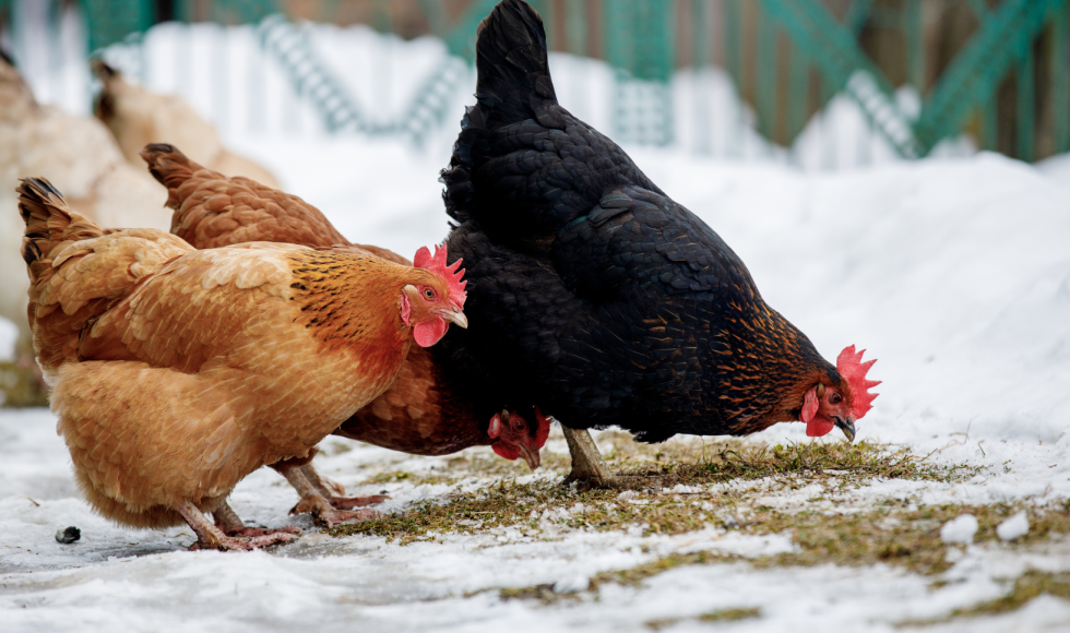 Kippen in de winter