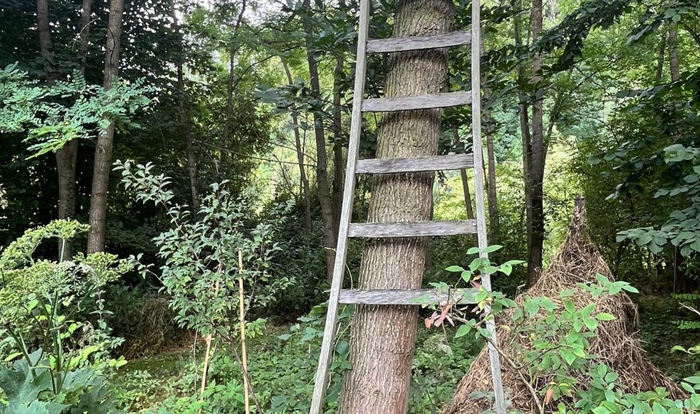 ladder