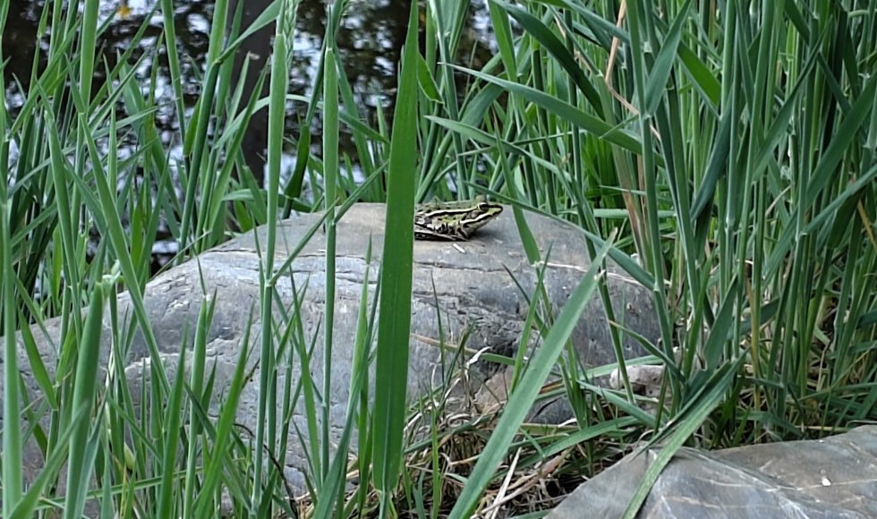 ecotuin van Pim en Ineke