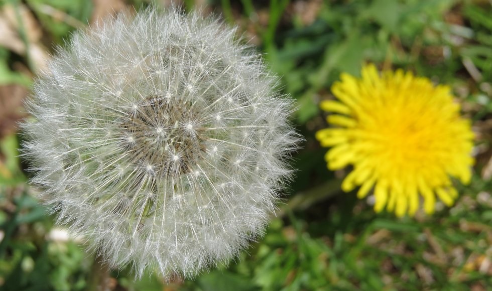 Paardenbloem