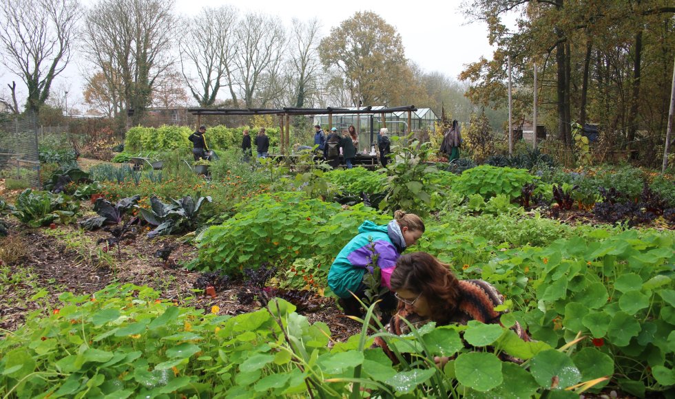 Phood farm