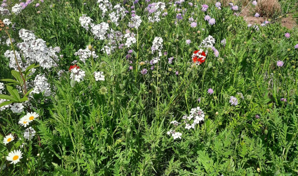 ecotuin van de vijfde weijde op de flipsweg