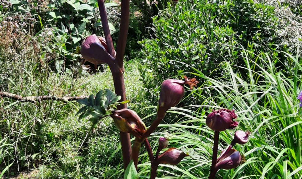 ecotuin van de vijfde weijde op de flipsweg