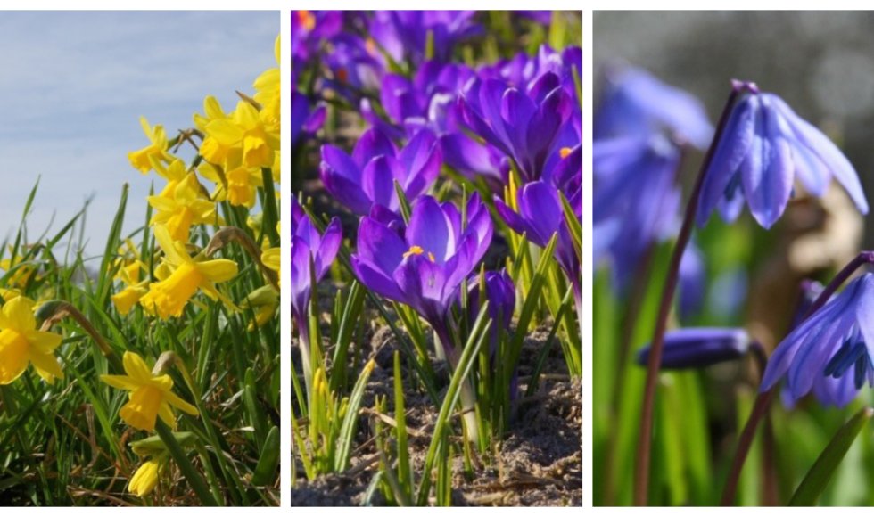 Samenaankoop biologische bloembollen