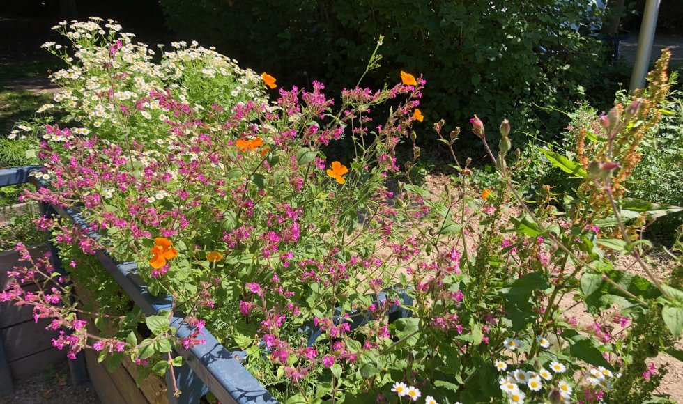 samentuin in provinciaal groendomein Hof van Leysen 2