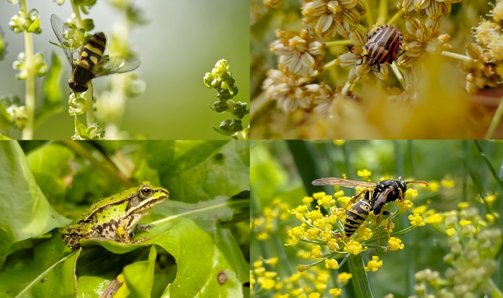 De tuin van Zevenmeers Zeven