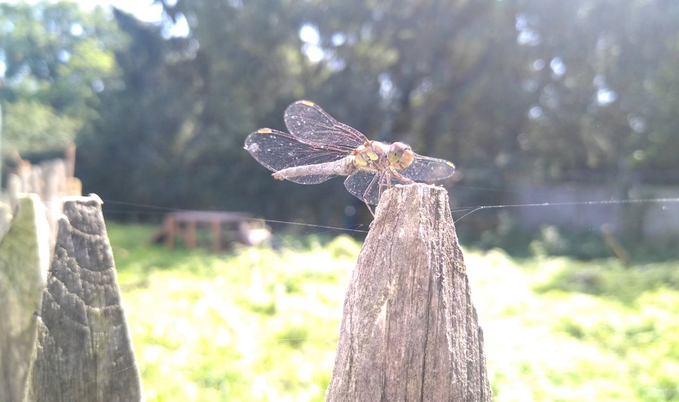 Kleibeek: voeding en voeling op biotuinderij