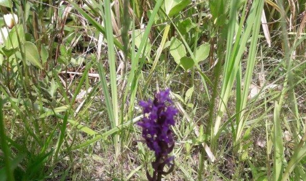 een plek waar iedereen welkom is-planten-dieren en mensen