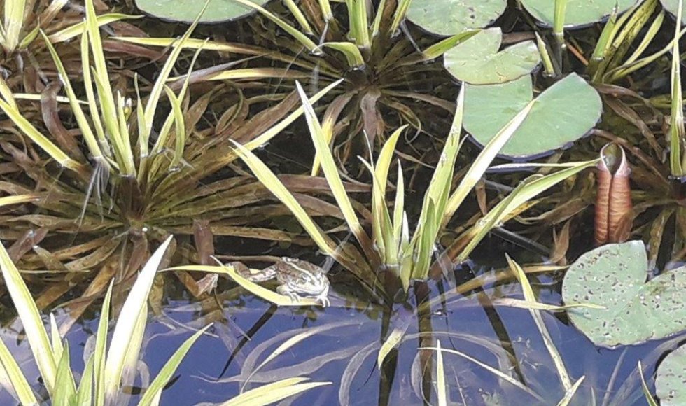 een plek waar iedereen welkom is-planten-dieren en mensen