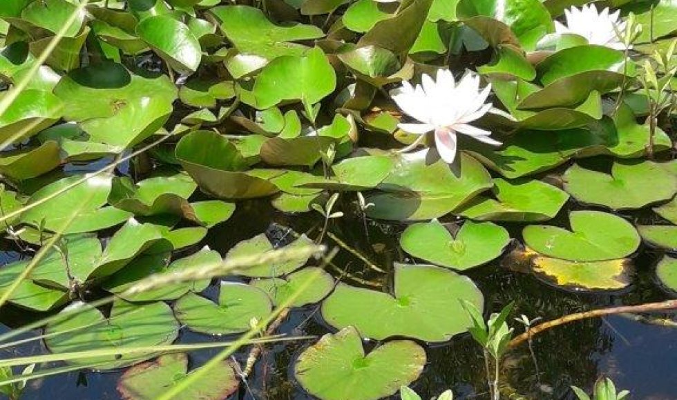 een plek waar iedereen welkom is-planten-dieren en mensen