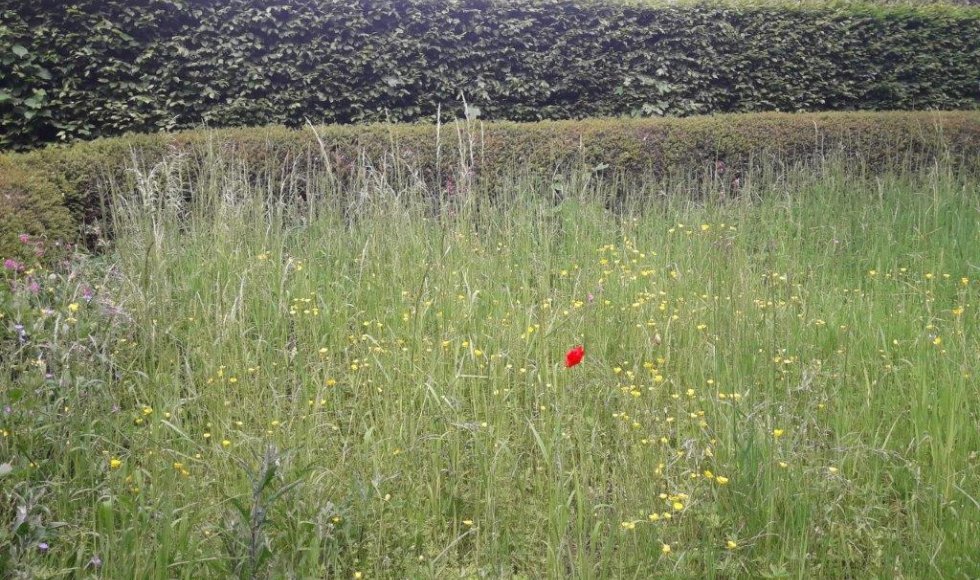 een plek waar iedereen welkom is-planten-dieren en mensen