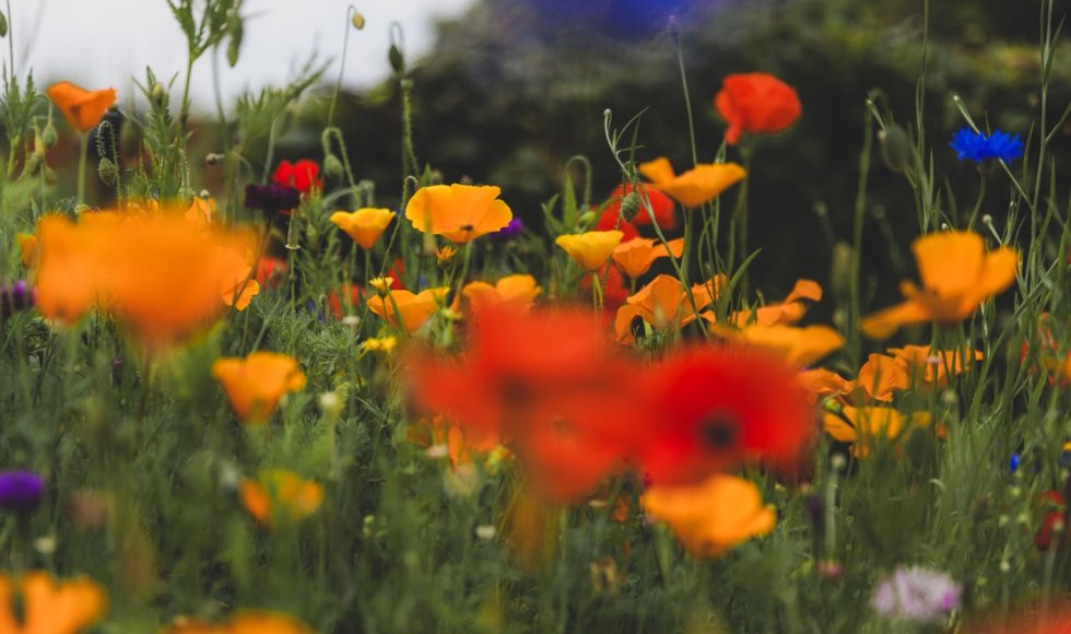 Natuurrijke tuin Martens