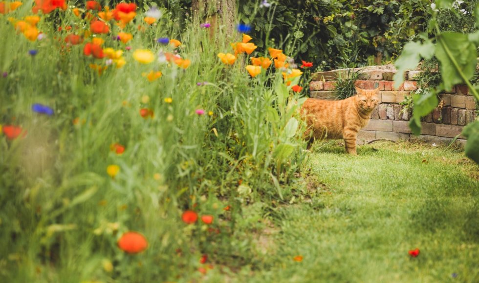 Natuurrijke tuin Martens