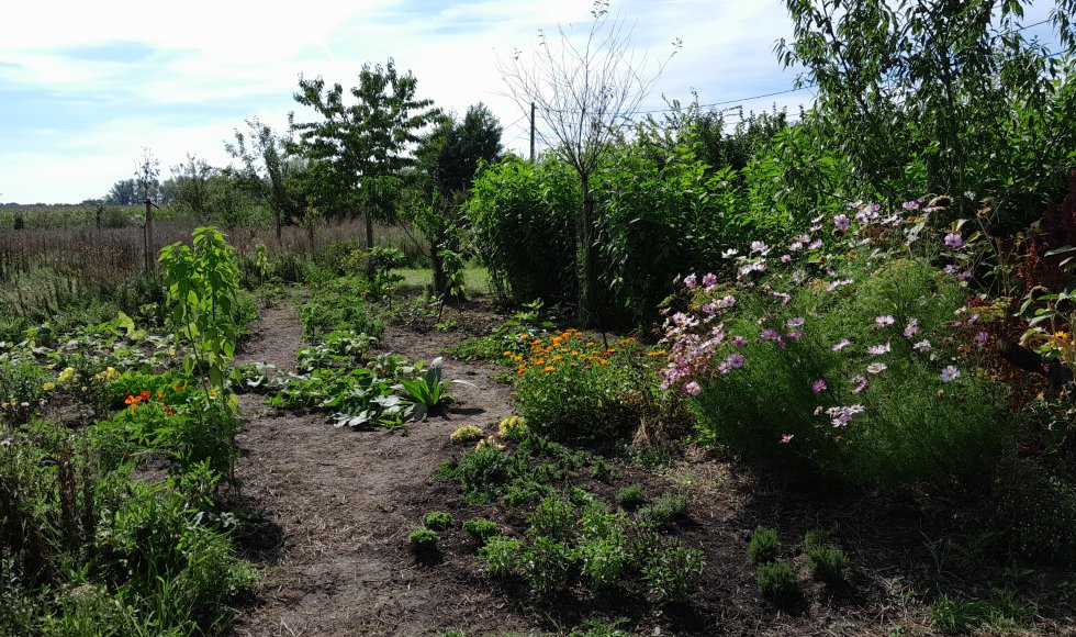 Davy Le Comte Stekene Eetbare Bostuin