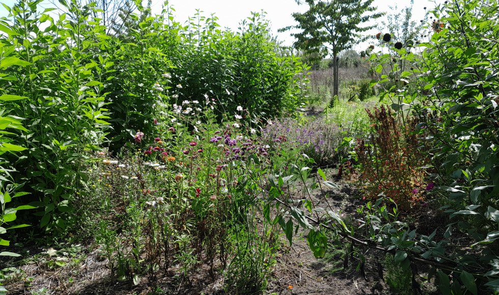 Davy Le Comte Stekene Eetbare Bostuin