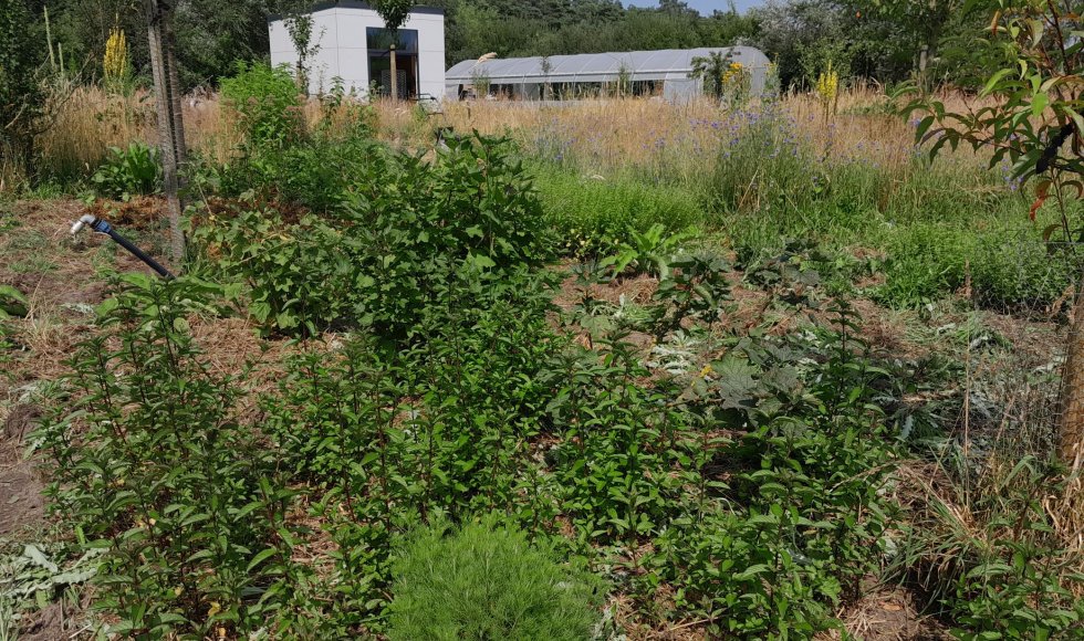 Davy Le Comte Stekene Eetbare Bostuin