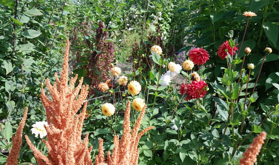 Davy Le Comte Stekene Eetbare Bostuin