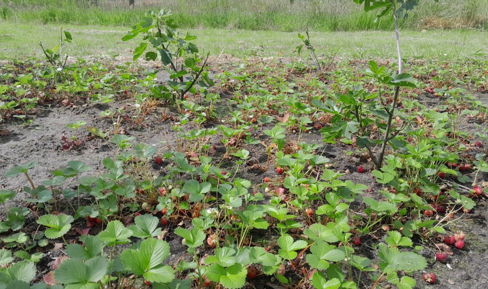 Davy Le Comte Stekene Eetbare Bostuin