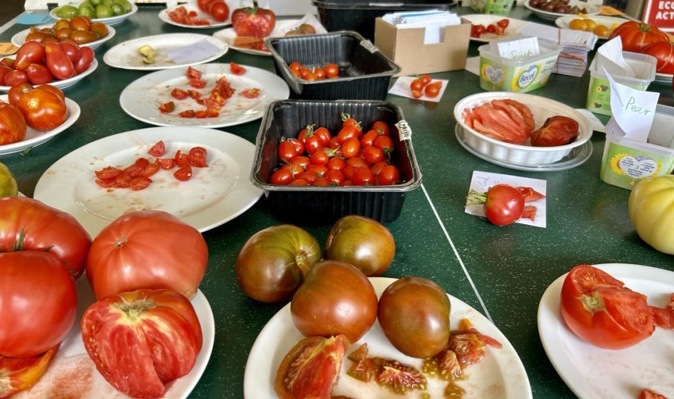 Tomaten