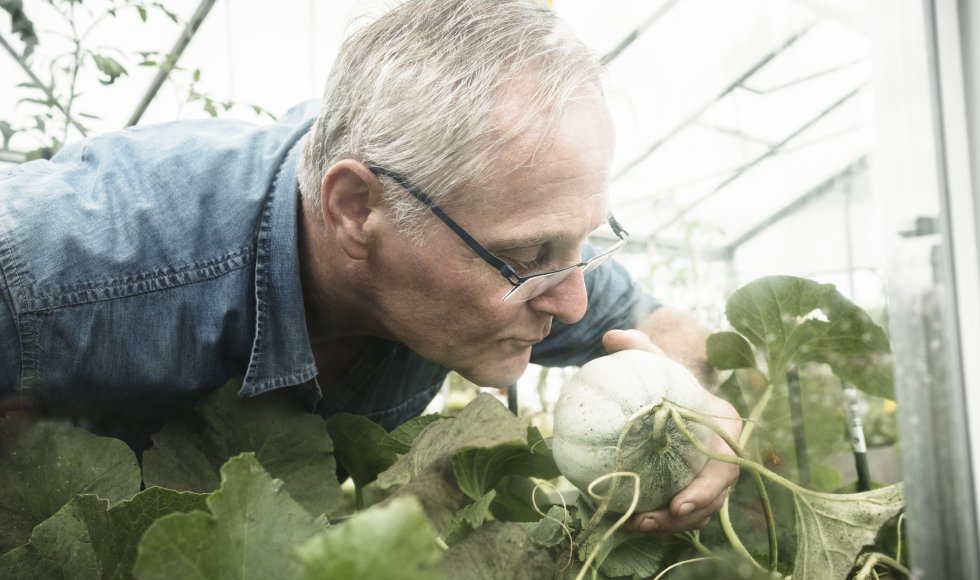 Tuinieren in serre of kas