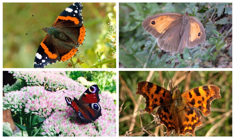 Collage vlinders