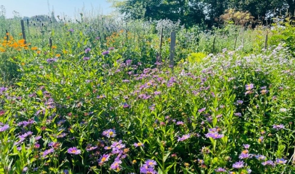 Bloemenpluktuin WeideWeelde