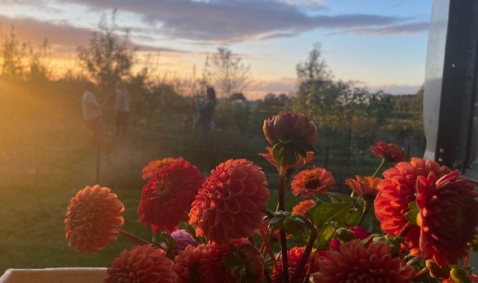 Bloemenpluktuin WeideWeelde