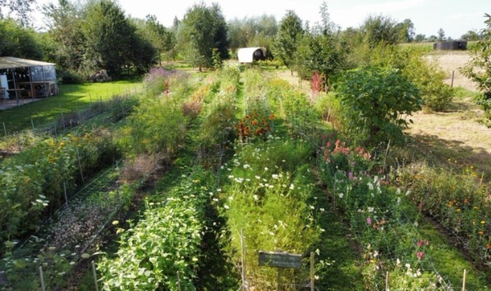 Bloemenpluktuin WeideWeelde