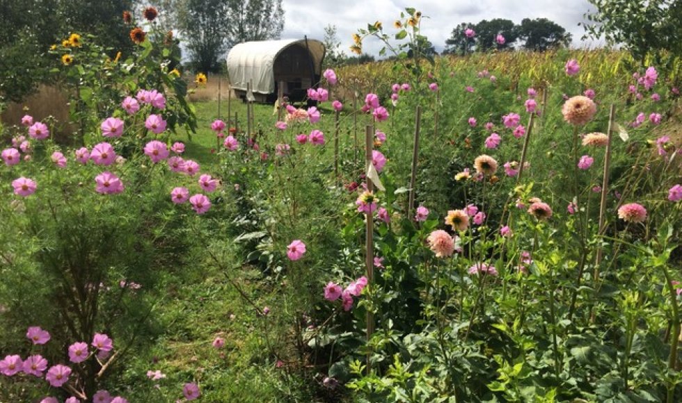 Bloemenpluktuin WeideWeelde