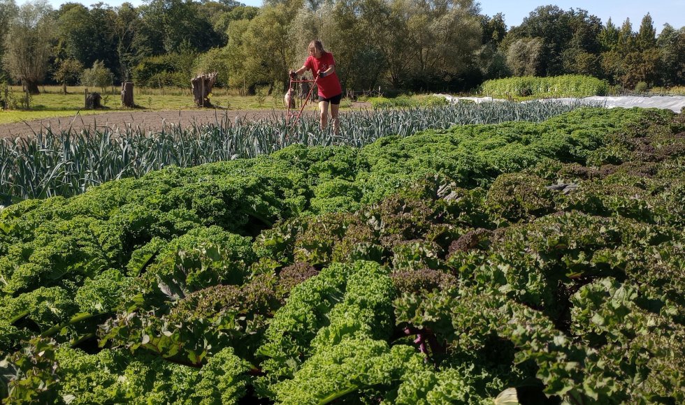 Zelfoogstboerderij De Ganzendam