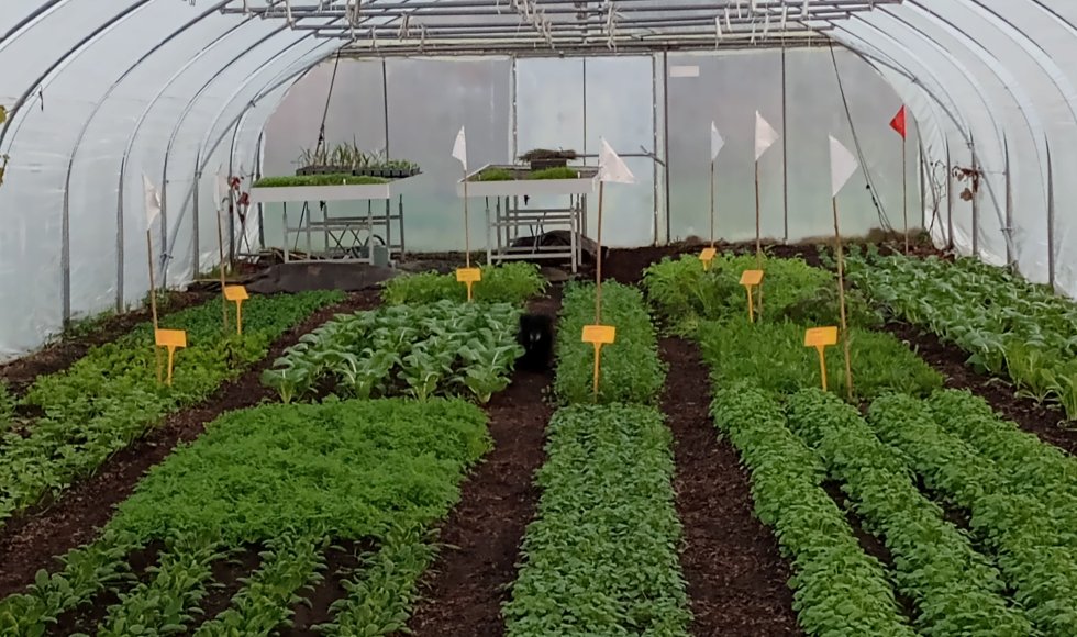 Zelfoogstboerderij De Ganzendam