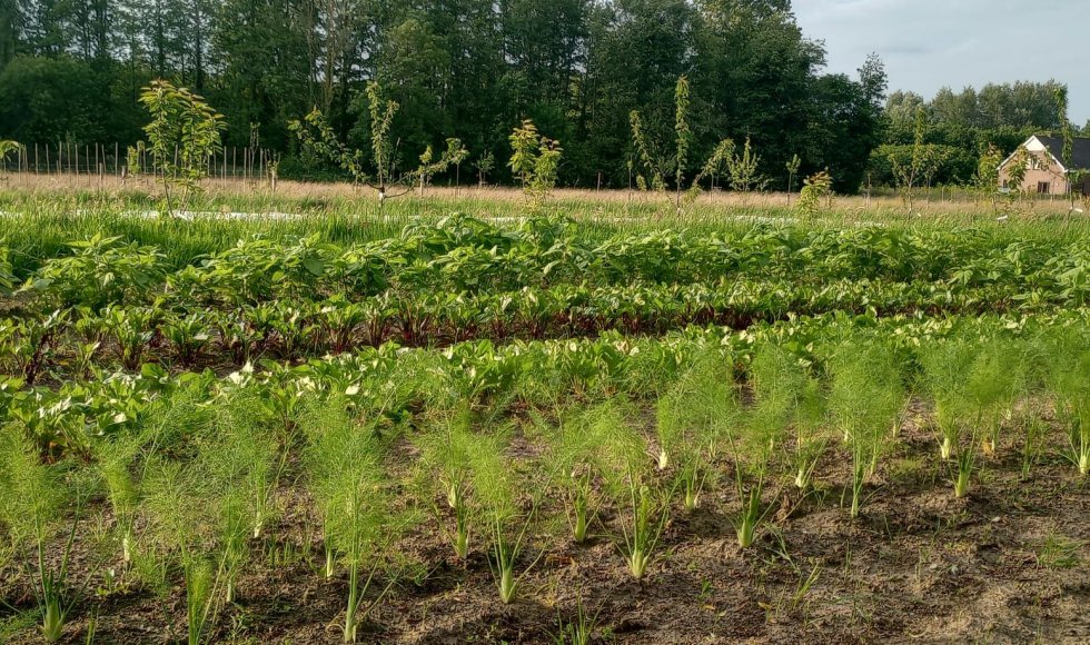 Zelfoogstboerderij De Ganzendam