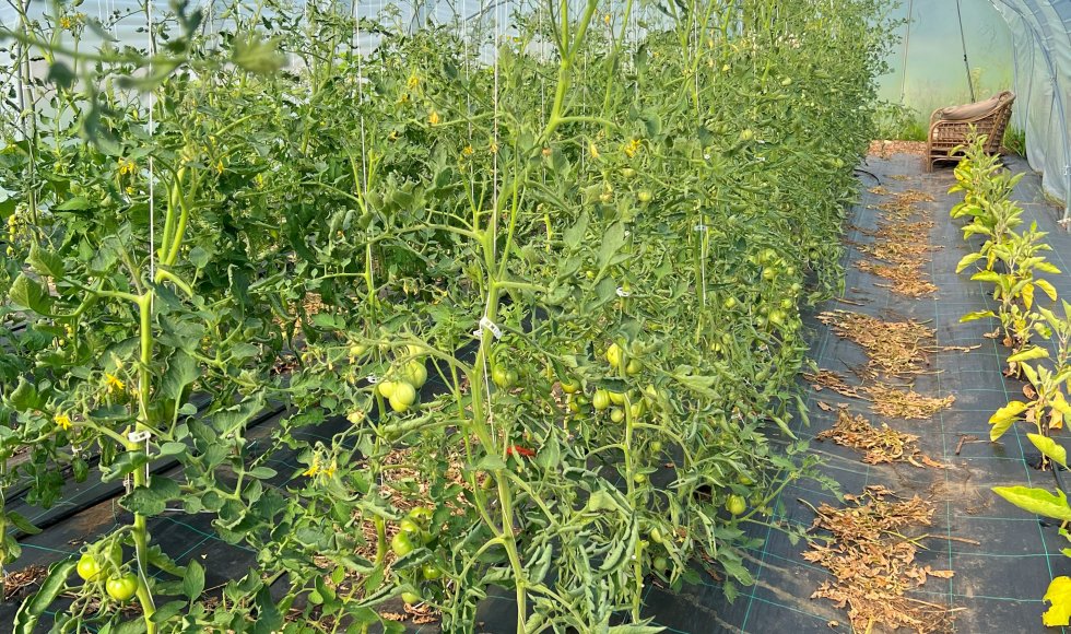 Zelfoogstboerderij De Ganzendam