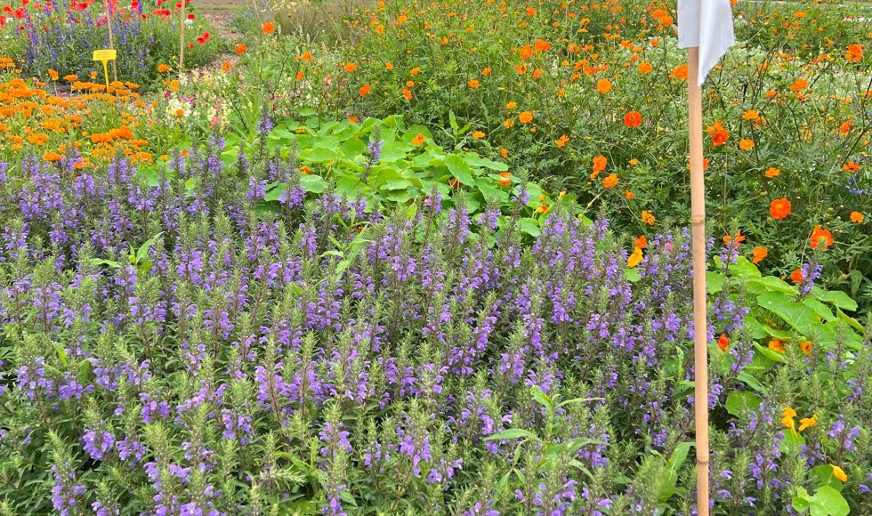 Zelfoogstboerderij De Ganzendam