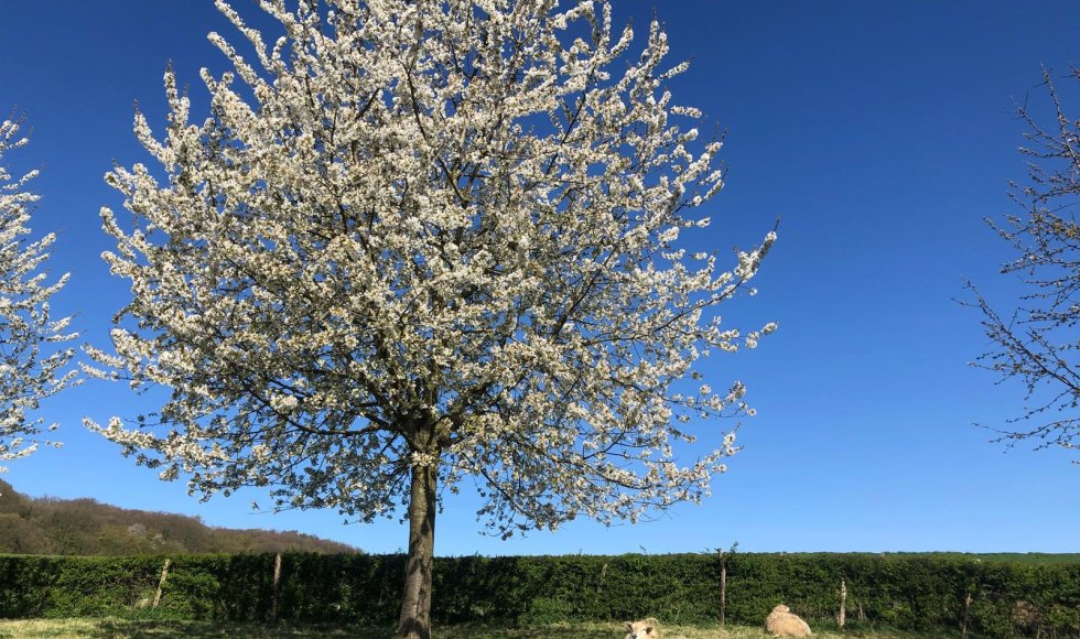 Wendies tuin_passie voor kruiden