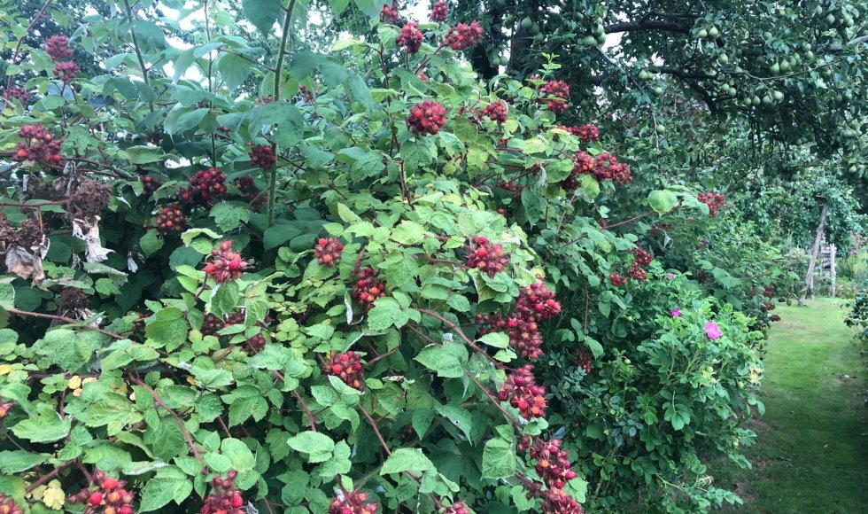 Wendies tuin_passie voor kruiden