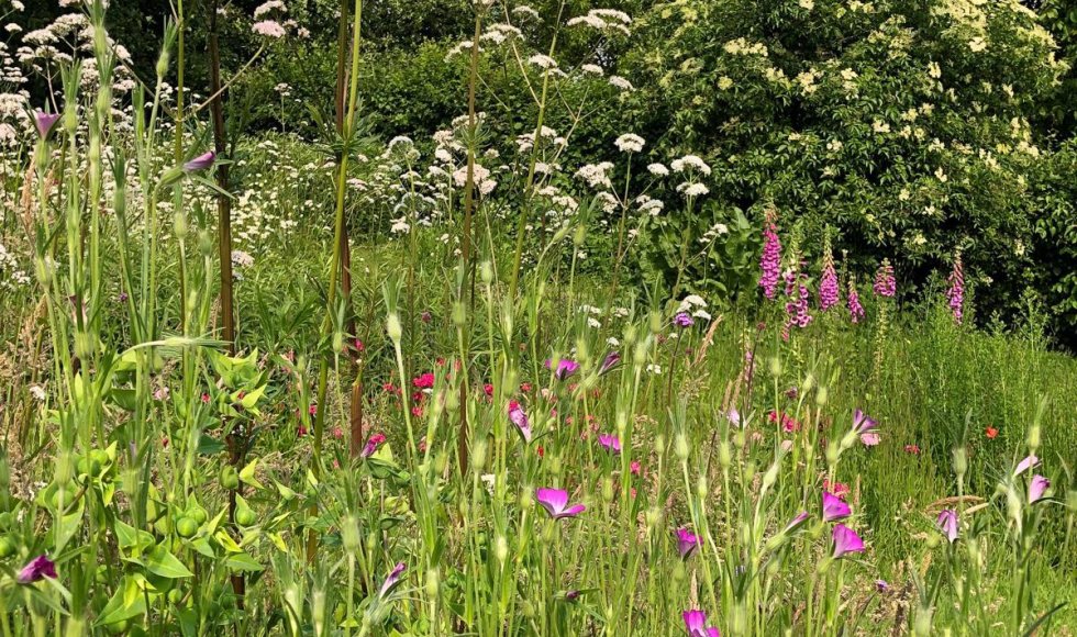 Wendies tuin_passie voor kruiden