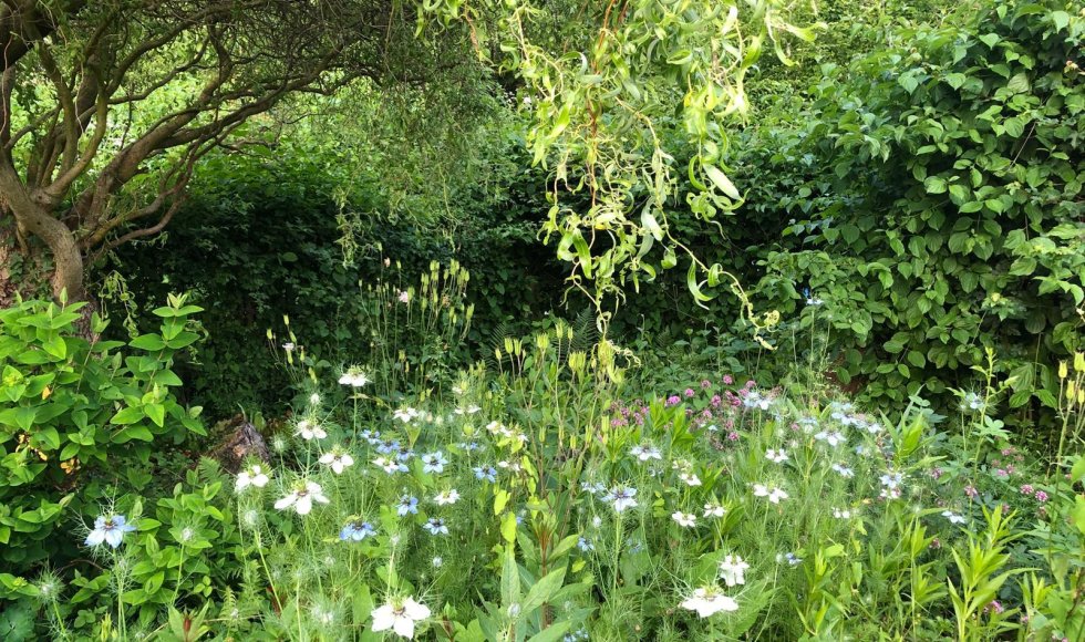 Wendies tuin_passie voor kruiden