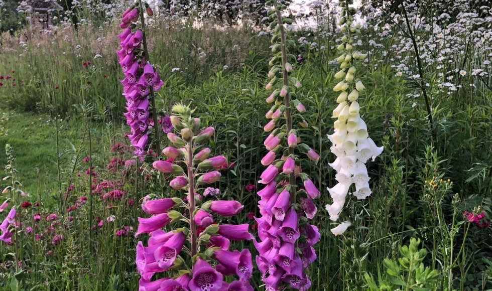 Wendies tuin_passie voor kruiden