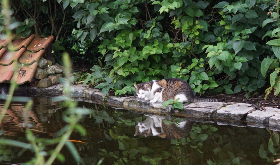 de ecotuin van riella en teun