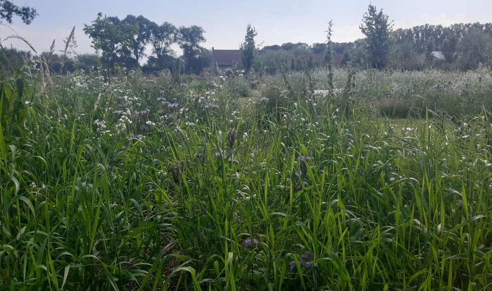 Westkerke Ossenweg Zee-van-Tijd