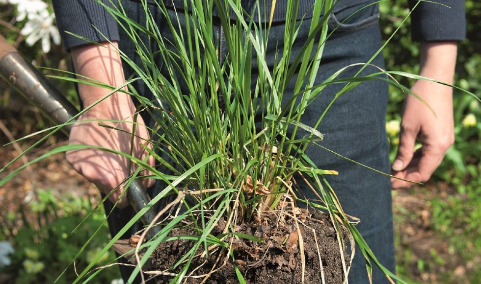 Zelf papier maken van onkruid