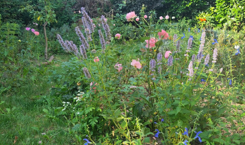 Mara's bloemenrijketuin 3