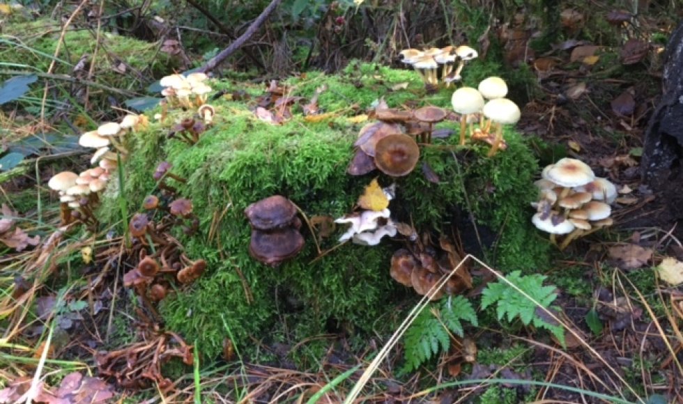 Vogel- en vlindervriendelijke kringlooptuin