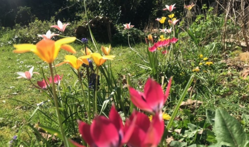 Vogel- en vlindervriendelijke kringlooptuin