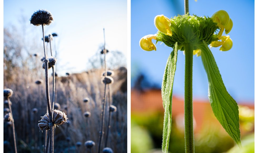 Zonneborder