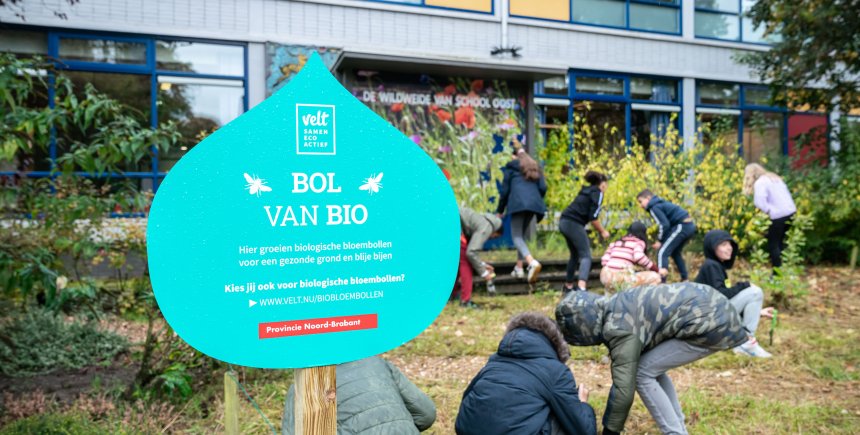 Biologische bloembollen